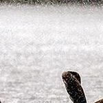 IMG_7450 Cormorans sousl'averse